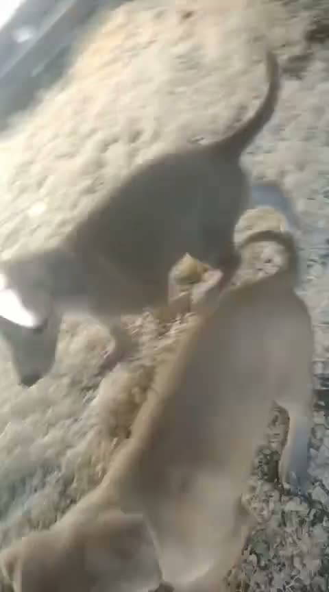 Lurcher dogs for sale: Lurcher puppies for sale in Gravesend - Video 1