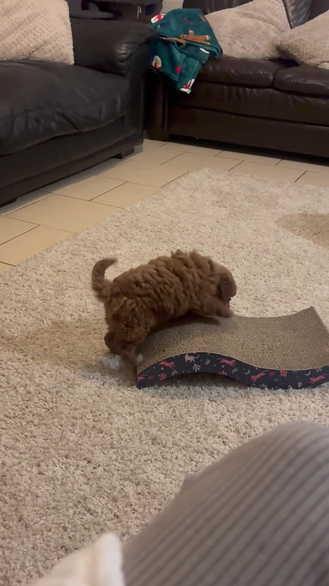 Cavapoo dogs for sale: Dark red cavapoo puppy  - Video 2