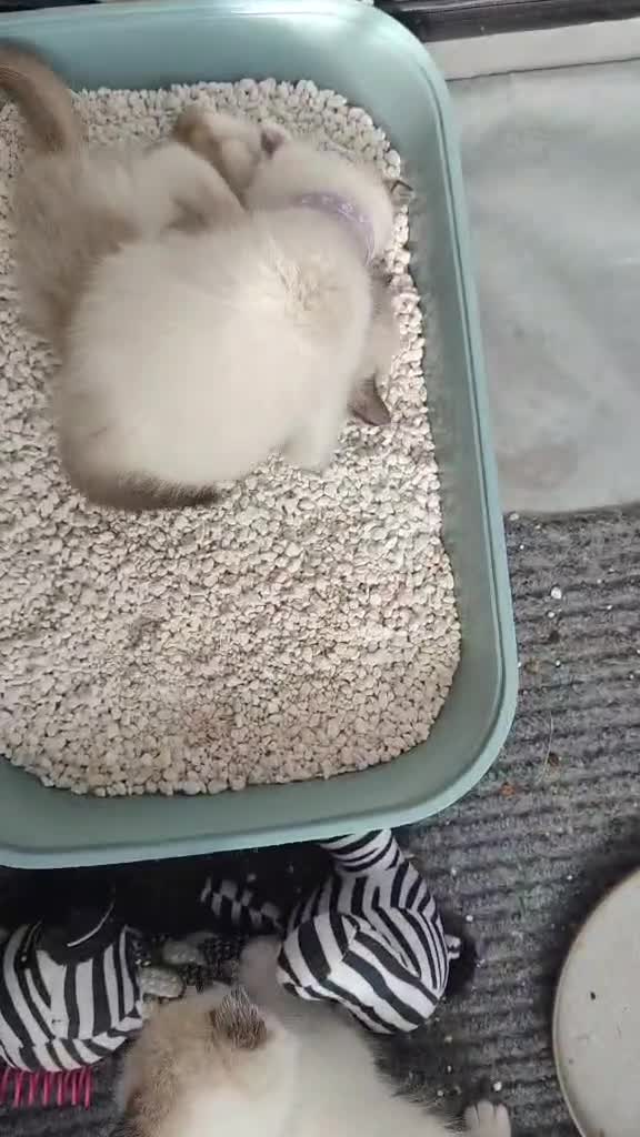 Ragdoll cats for sale: Give Your Heart a Friend-Beautiful Ragdoll Kittens - Video 1