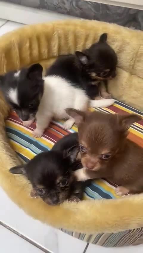 Chihuahua dogs for sale: Micro chihuahua puppies  - Video 1