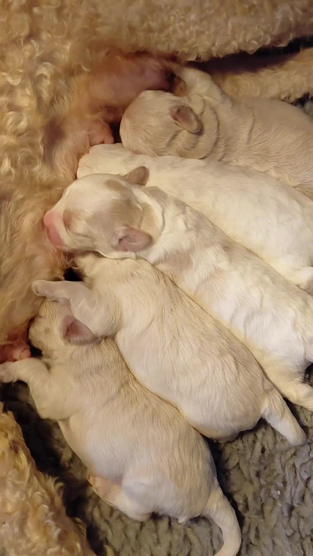 Maltipoo dogs for sale: F1 tiny adorable maltipoo  - Video 2