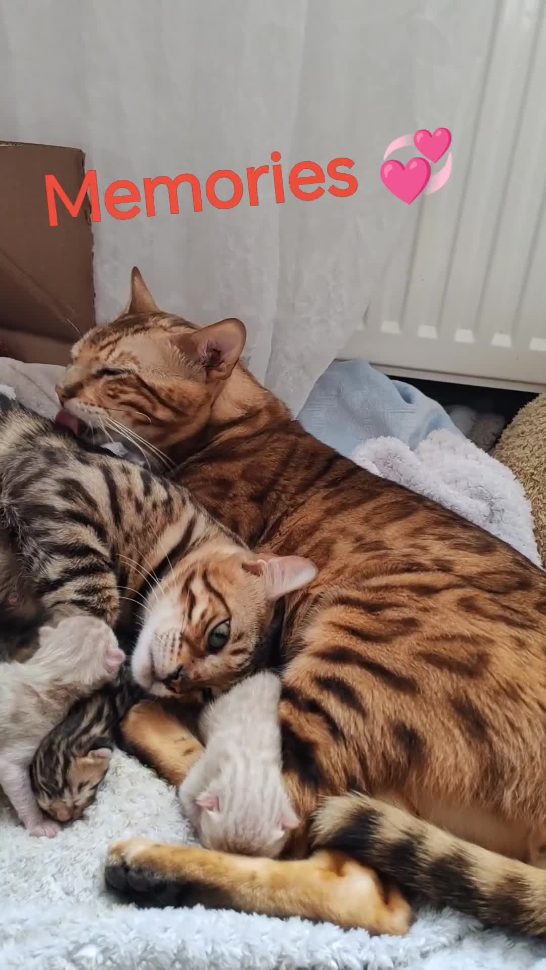 Bengal cats for sale: Bengal cats  - Video 4