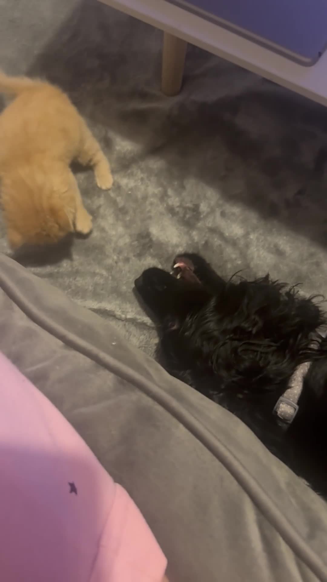 Mixed Breed cats for sale: Mixed breed kittens  - Video 1