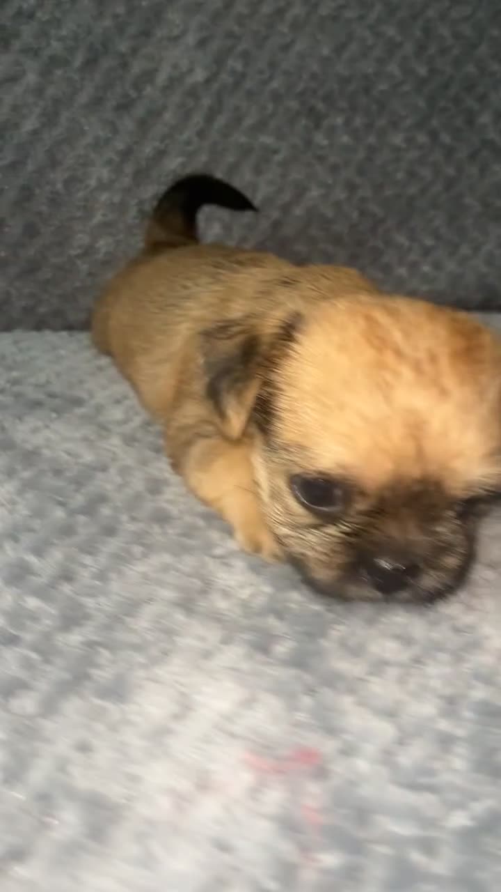 Shih Tzu dogs for sale: Pups for sale - Video 1