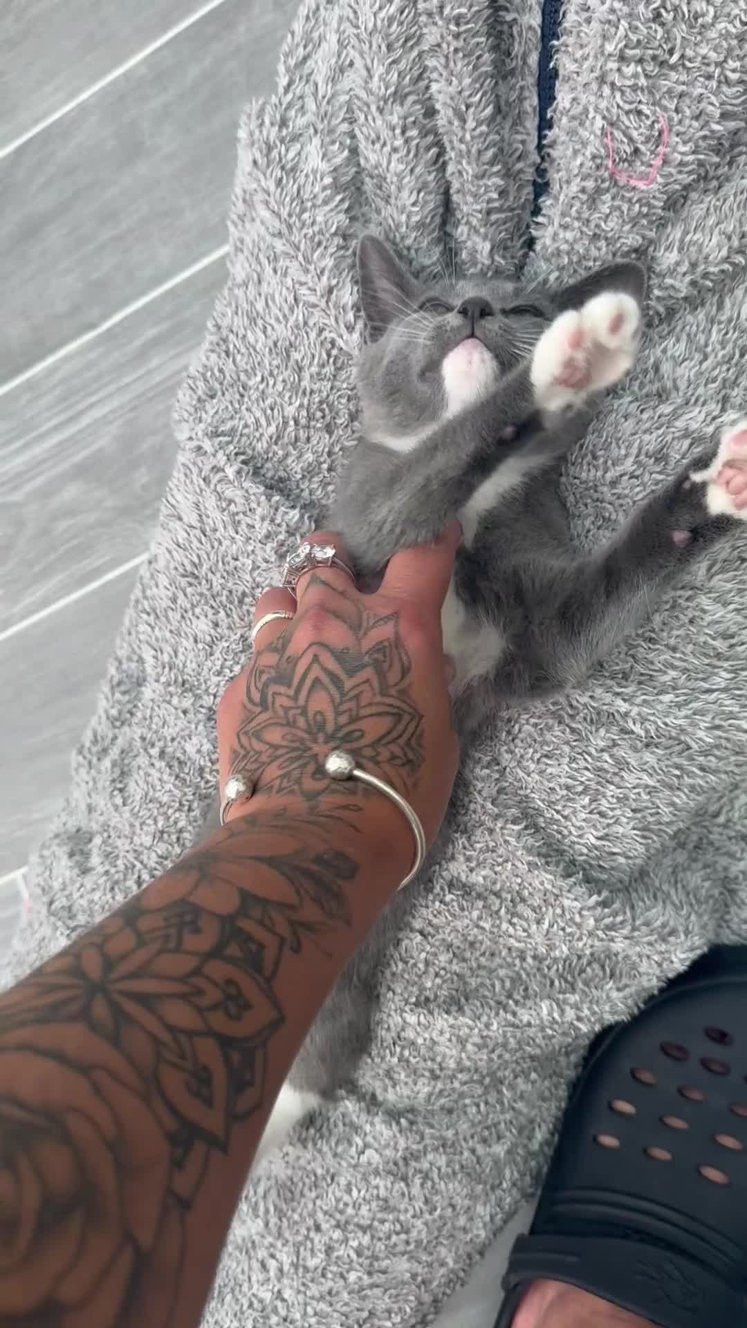 Mixed Breed cats for sale: Ragdoll cross Russian blue kittens in Barnet - Video 1