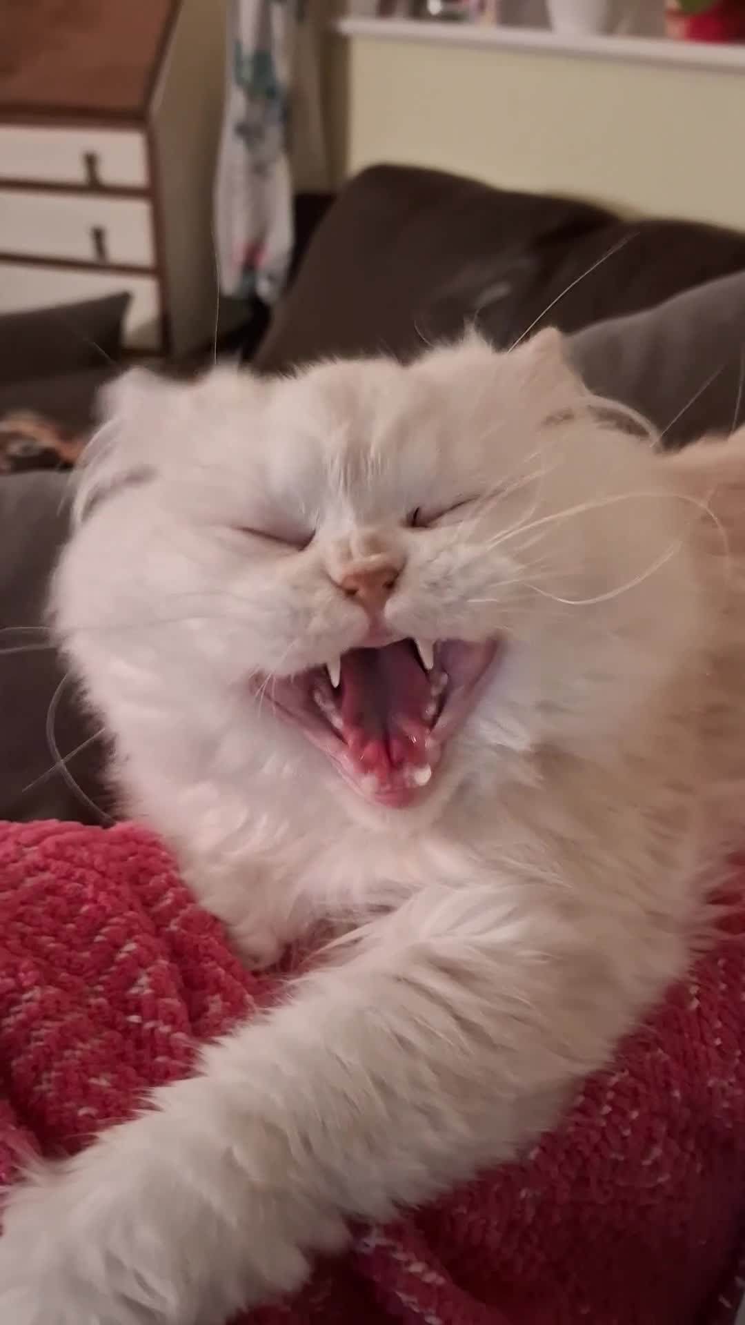 Persian cats for stud: Macaroni - Video 2