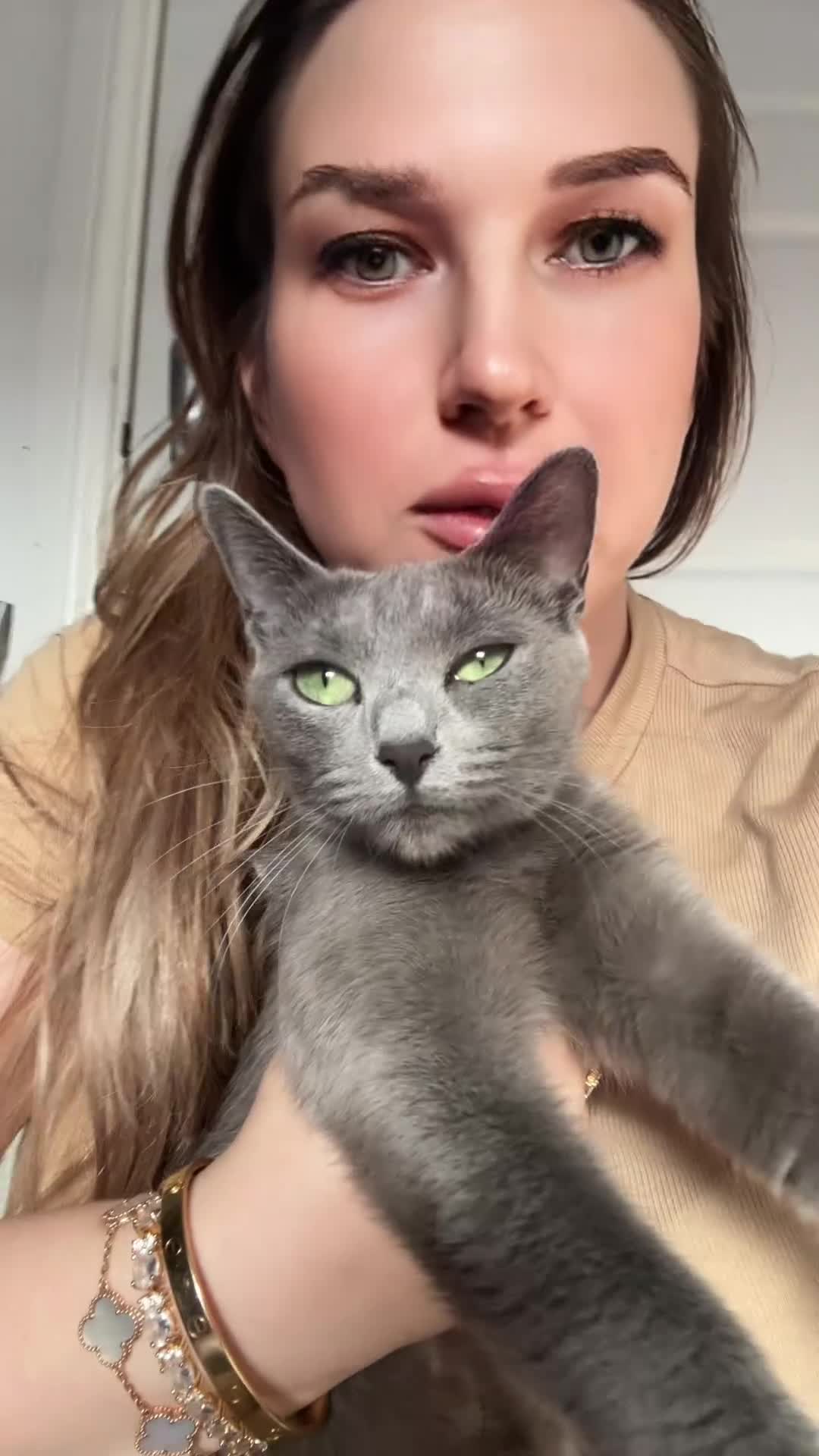 Russian Blue cats for sale: PURE PEDIGREE RUSSIAN BLUE KITTENS INSTAGRAM STARS - Video 2
