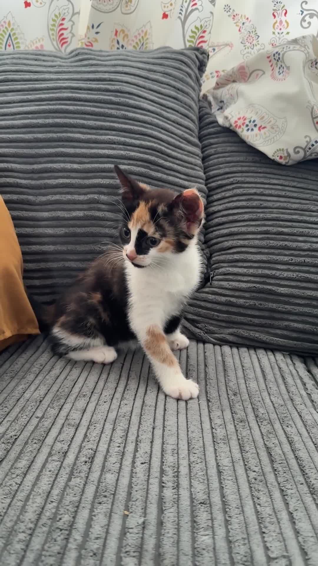 American Shorthair cats for sale: Lovely Tabbies and Calico Kittens for sale  in Milton Keynes - Video 3