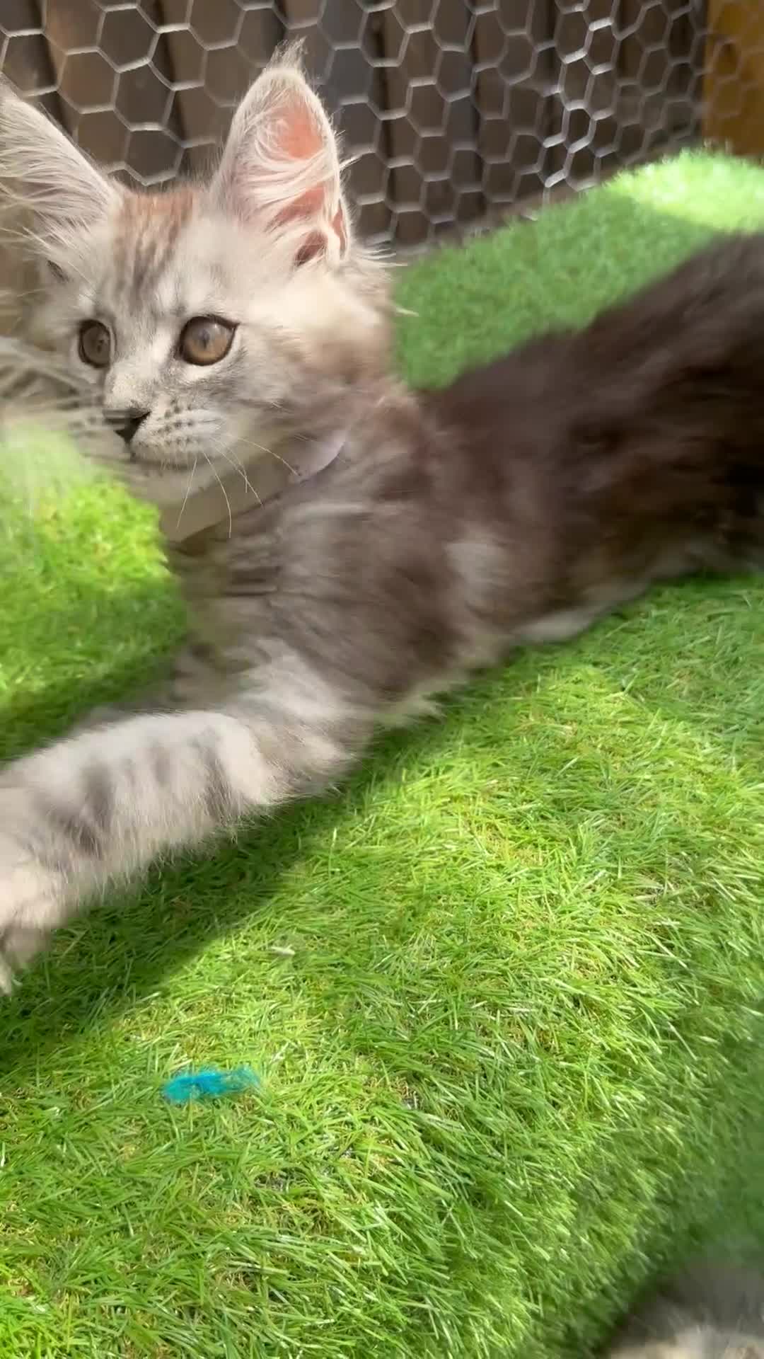 Maine Coon cats for sale: 5 Blue and Black smoke Maine Coon kittens left in Sudbury - Video 1