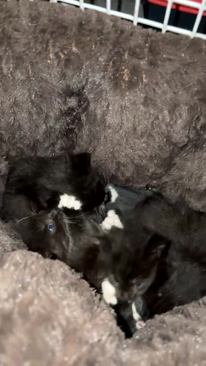 British Longhair cats for sale: 4 beautiful rescue kittens - Video 1