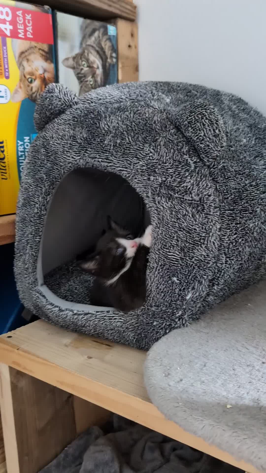 Mixed Breed cats for sale: Healthy kittens - READY NOW ( 8 weeks old )  - Video 2