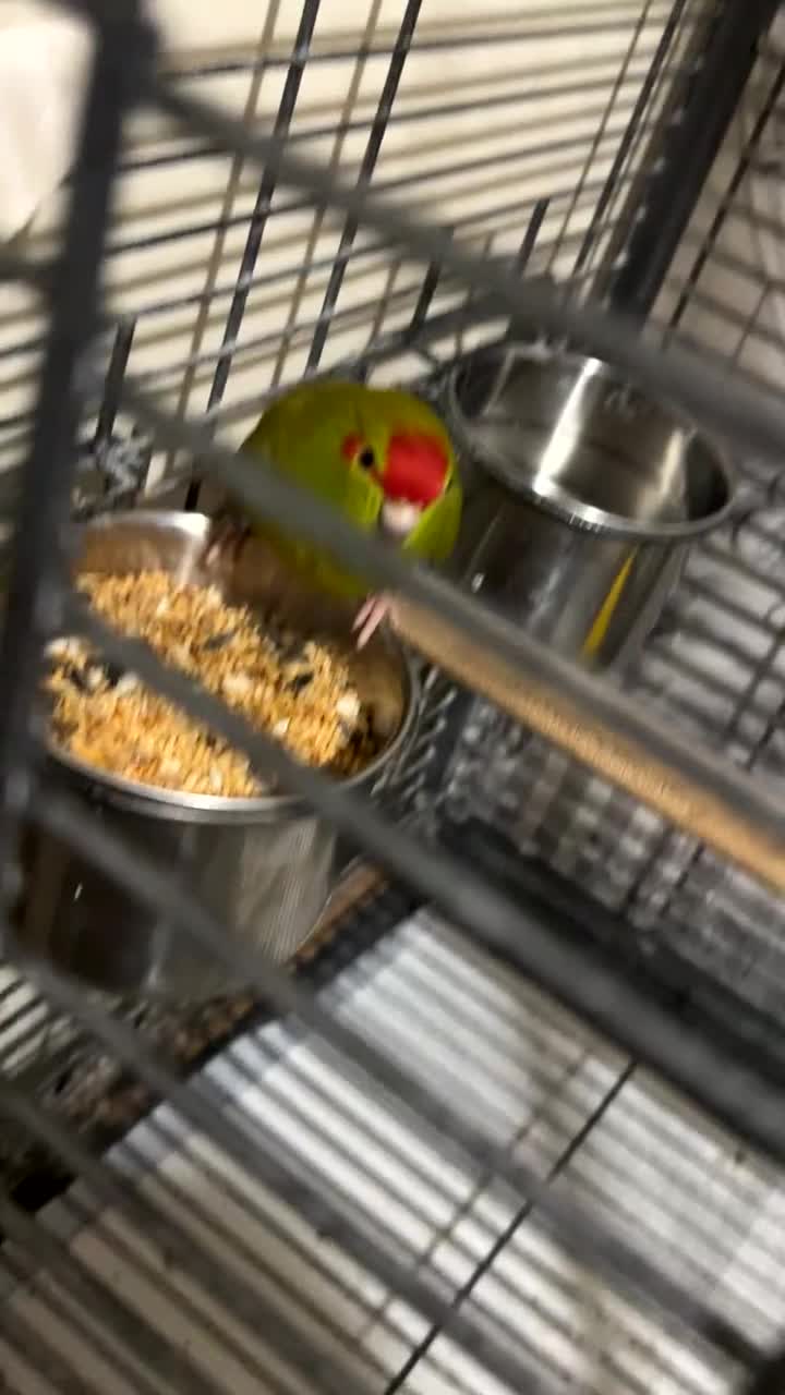 Parakeets birds for sale: 2 kakarikis and 1 budgie  - Video 2