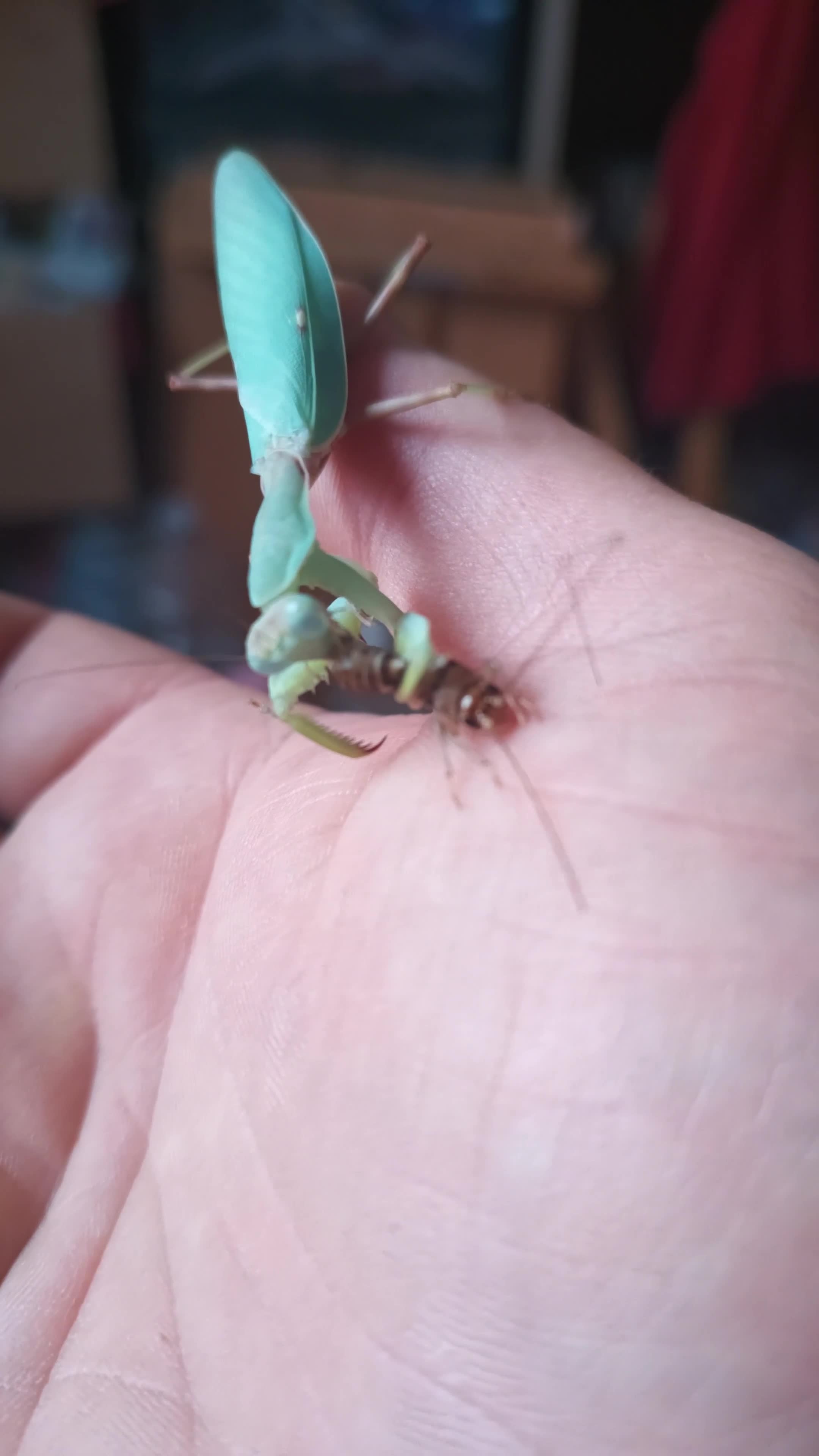 Praying Mantis invertebrates for sale: Adult male Hierodula Patillifera "Harabiro" - Video 1