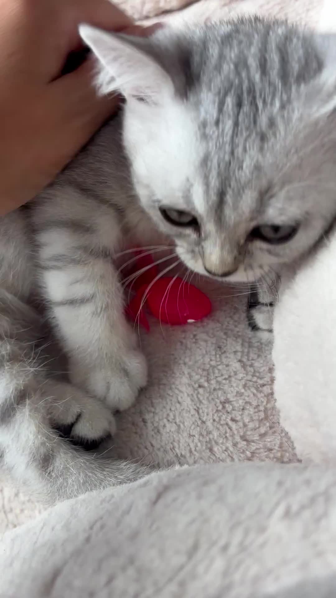 British Shorthair cats for sale: ✨LAST KITTEN LEFT✨OPEN TO OFFERS FOR RIGHT HOME✨ - Video 1