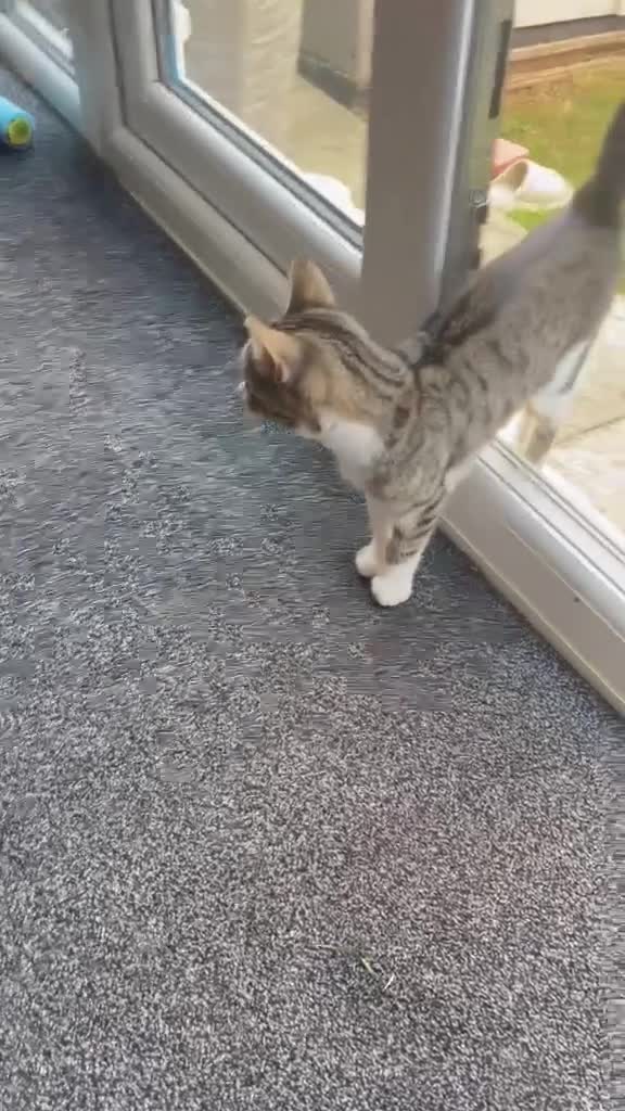 Mixed Breed cats for sale: very friendly cats for sale in Bedford - Video 1