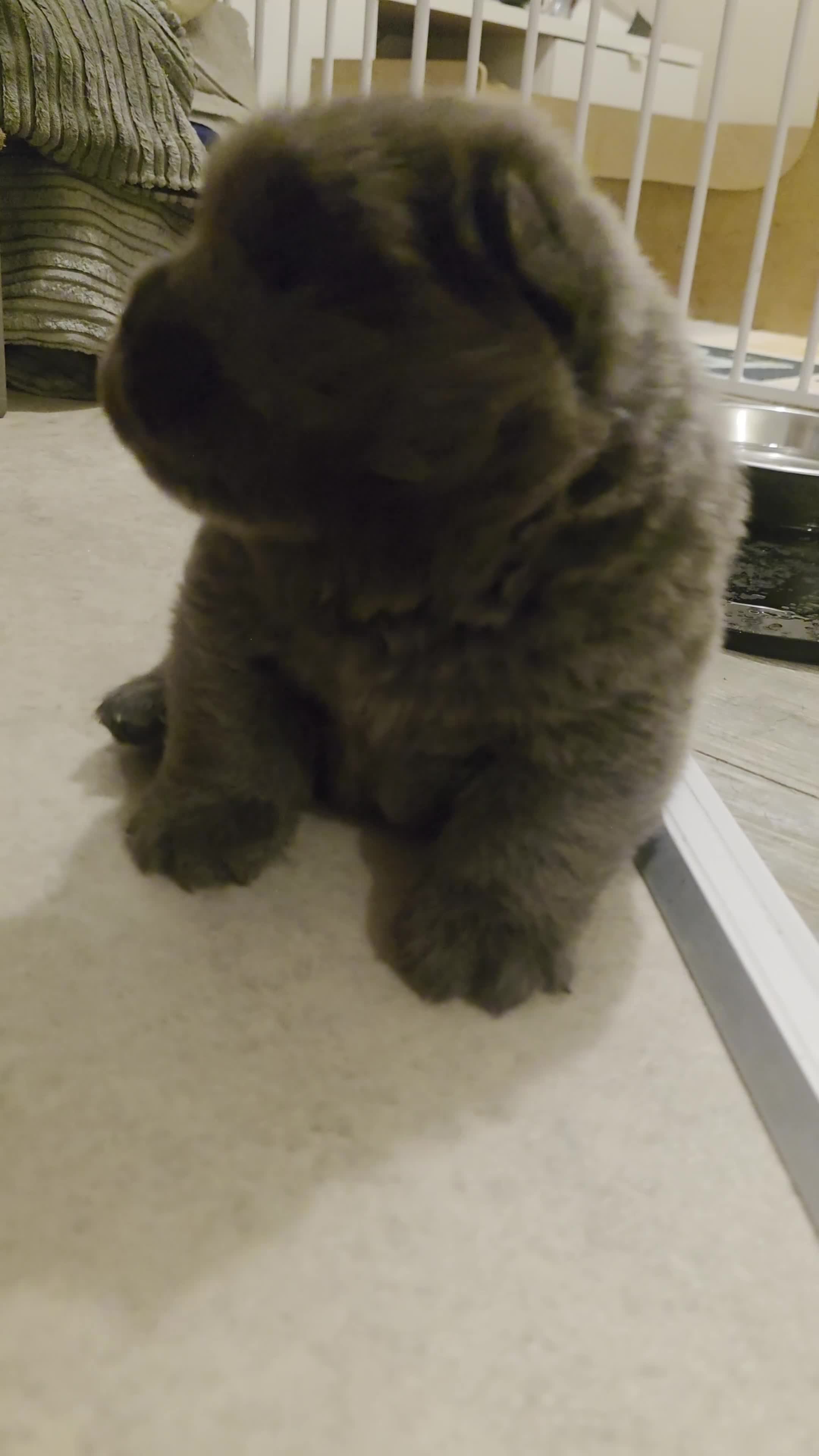 Chow Chow dogs for sale: Blue Smooth and Rough KC boys - Video 2