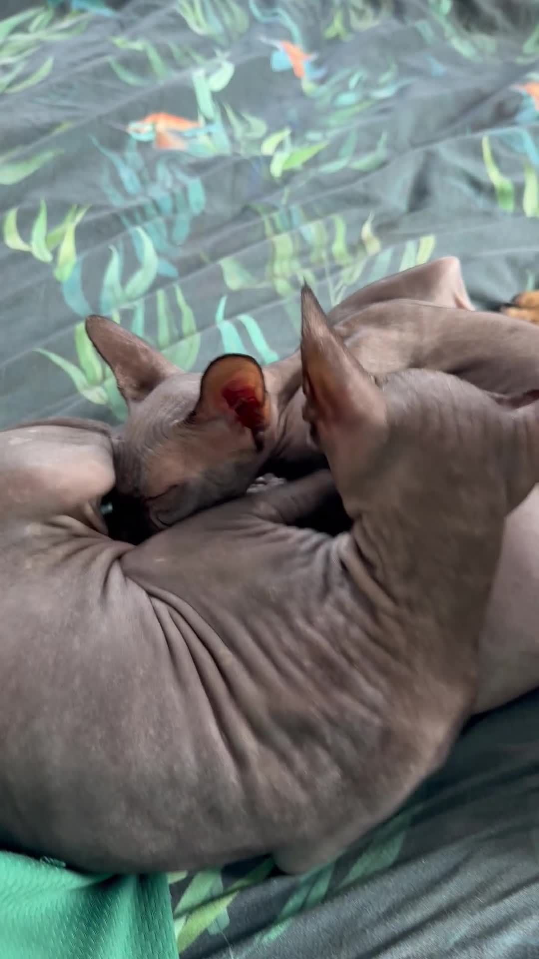 Sphynx cats for sale: 3 Sphynx cats  - Video 1