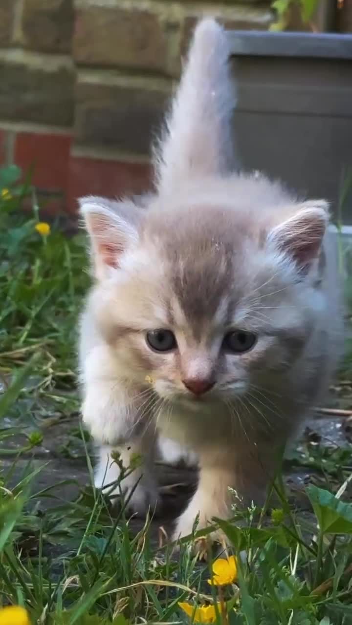 British Shorthair cats for sale:     Beautiful British Shorthair / Longhair Kittens - Video 1