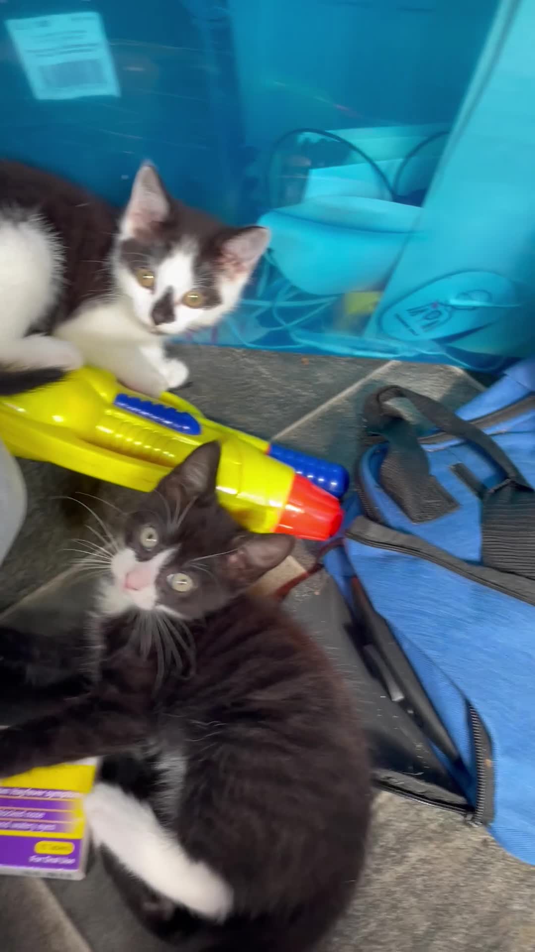 Mixed Breed cats for sale: Kittens for sale - Video 1