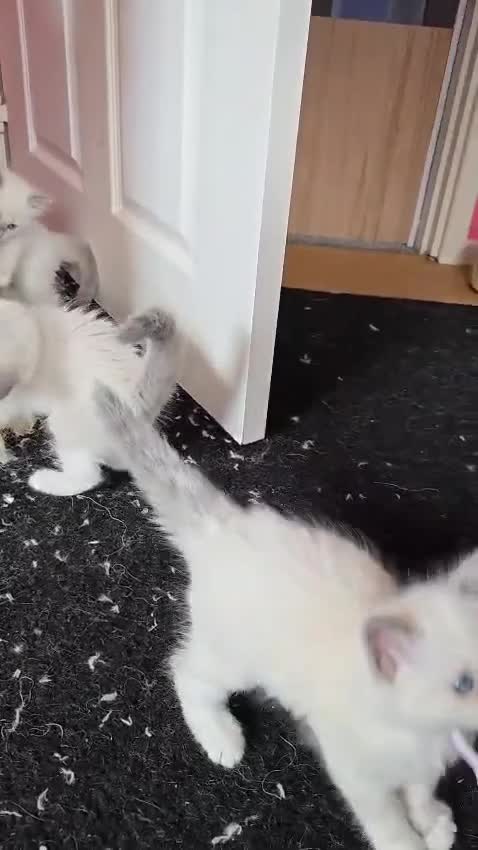 Ragdoll cats for sale: Pure Ragdoll Kittens (Mitted) - Video 1