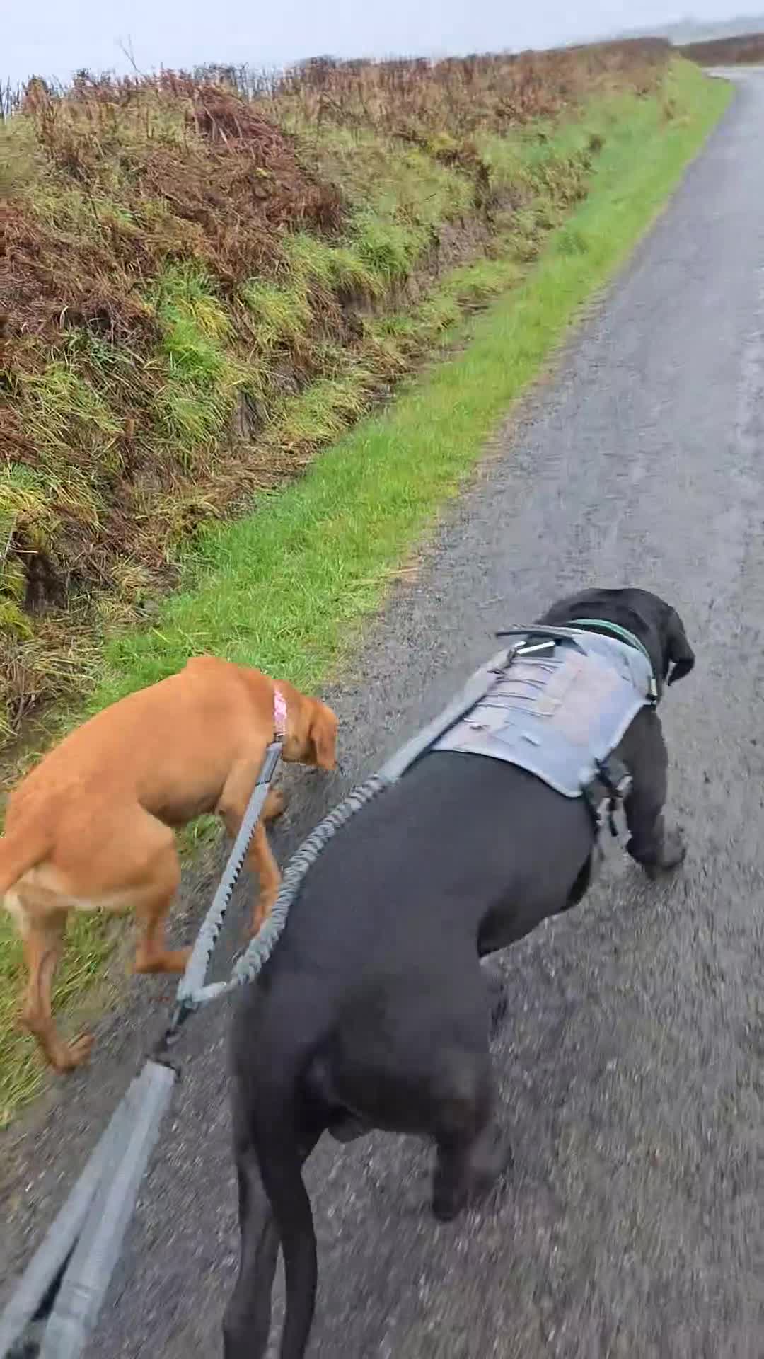 Cane Corso dogs for sale: Caine corso  - Video 1