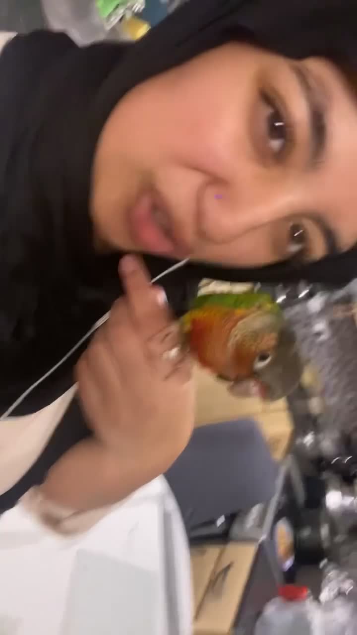 Conures birds for sale: Pineapple conure pair!! - Video 1