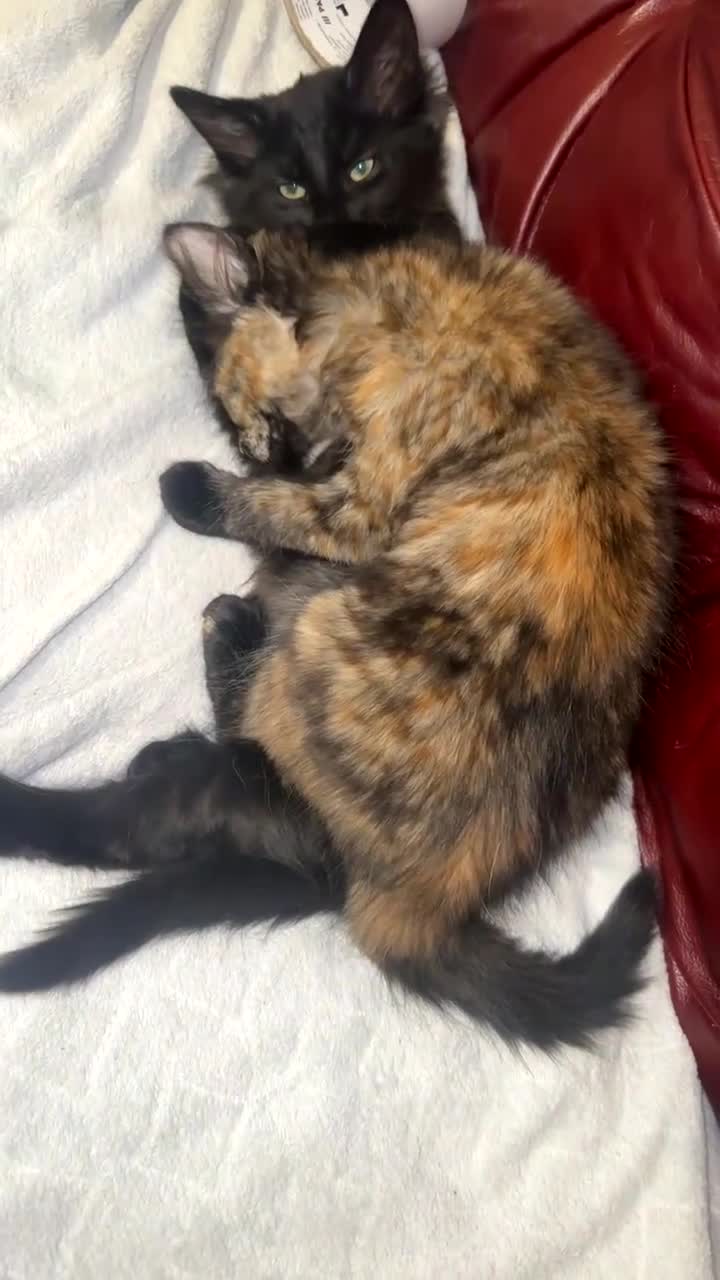 Mixed Breed cats for sale: Female cat for rehoming - Video 4