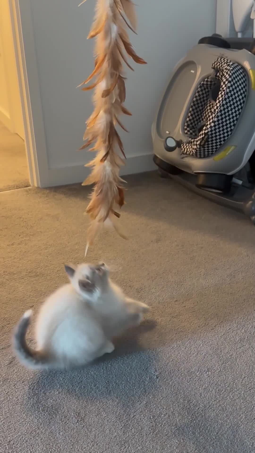 Siberian cats for sale: Blue eyed Adorable Siberian Neva masquerade  - Video 1