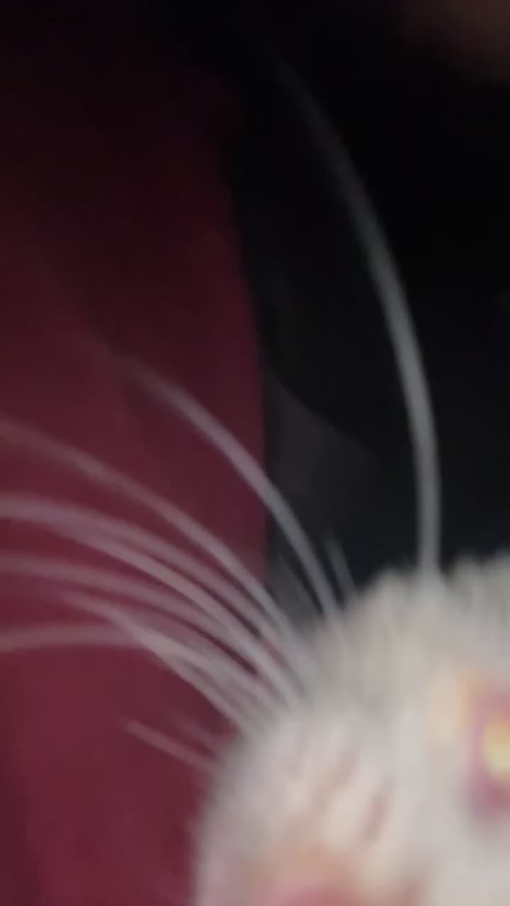 Ferret rodents for sale: Albino Jill for sale  in Merthyr Tydfil - Video 1