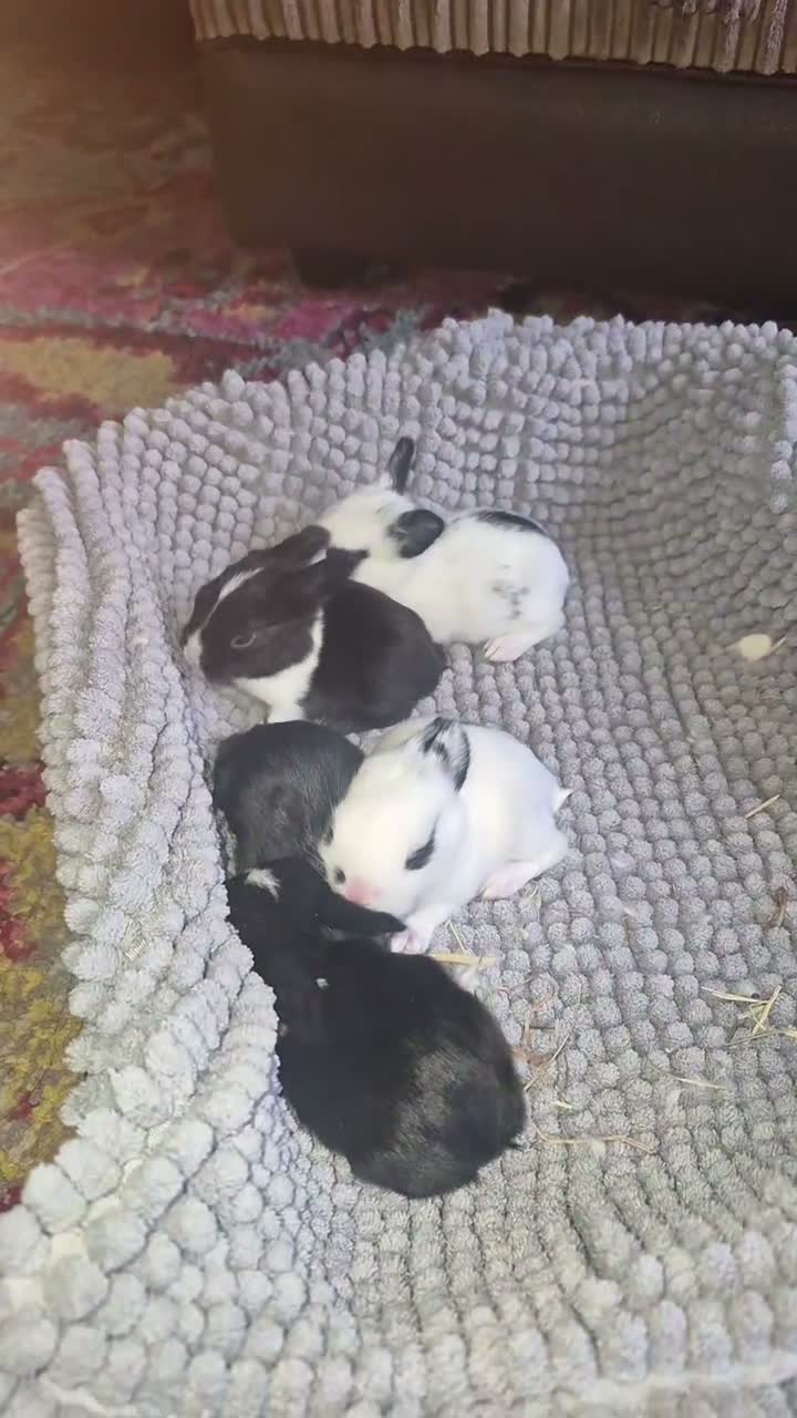 Mini Lop rabbits for sale: 4 beautiful mini lop X dutch in Cleckheaton - Video 2