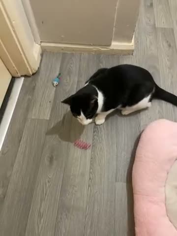 Mixed Breed cats for sale: Male cat - Video 1