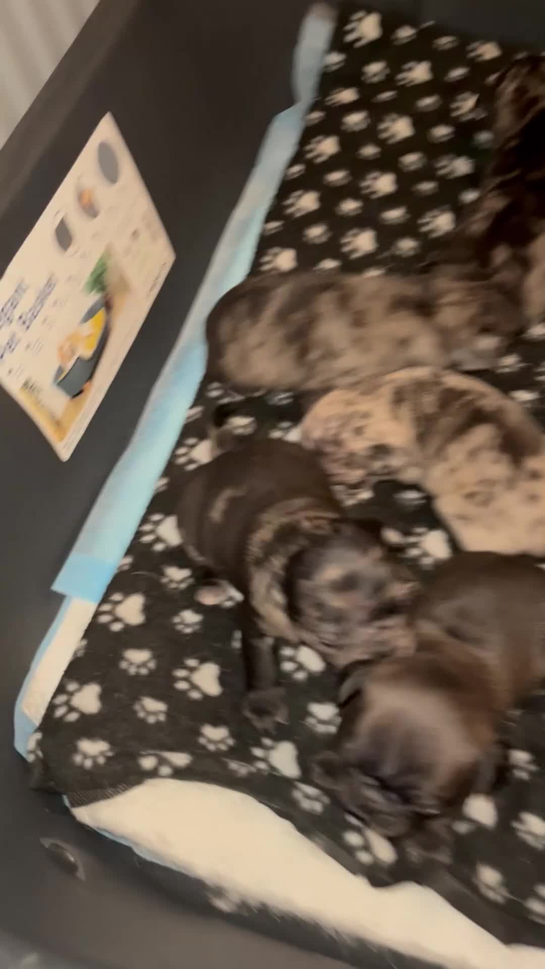 Pug dogs for sale: 1x Male Merle Pug Puppy - Video 1