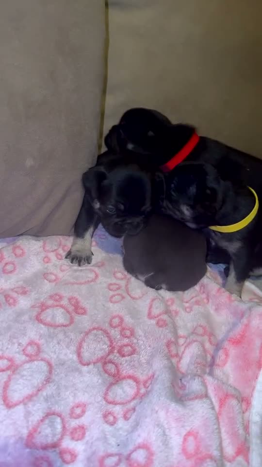 French Bulldog dogs for sale: Beautiful French bulldog puppies for sale  - Video 5