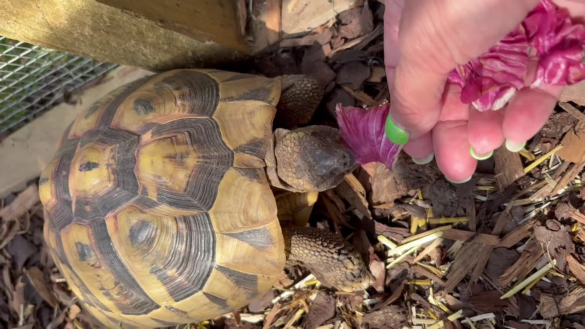 Hermann Tortoise reptiles for sale: Herman tortoise 10 years old approx in Bracknell - Video 1