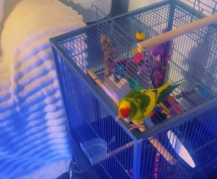 Parrots birds for sale: Kākāriki Parrot  in Nottingham - Video 2