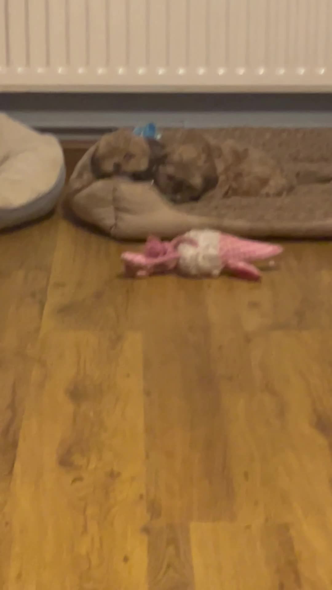 Shih Tzu dogs for sale: Last little girl available  - Video 1