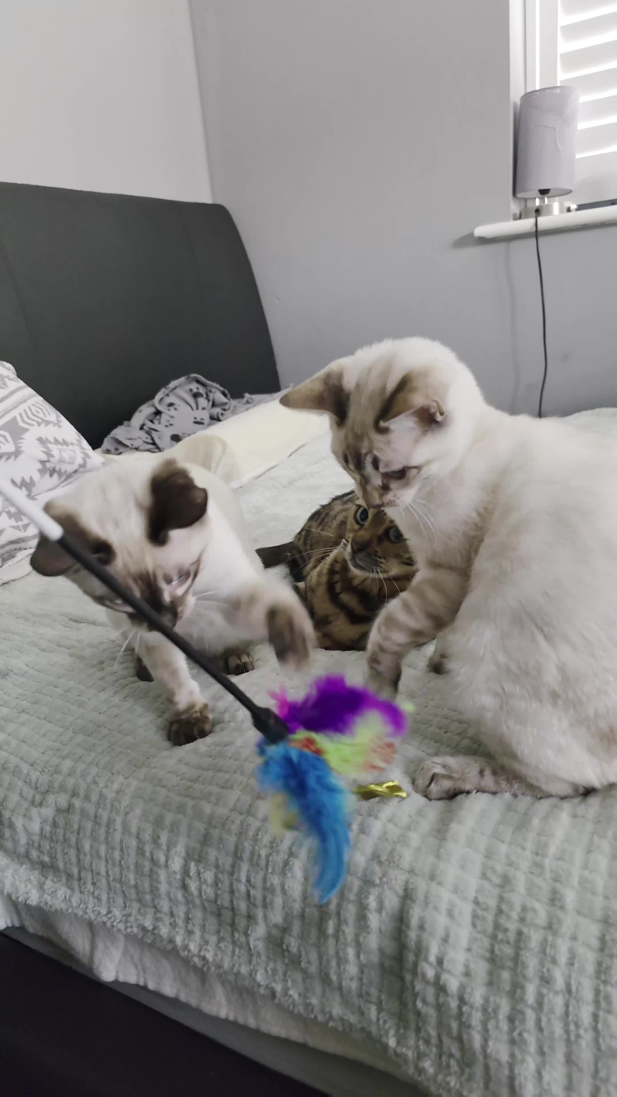 Bengal cats for sale:  CHAMPION LINE Top Quality Bengal -DNA Tested - Video 2