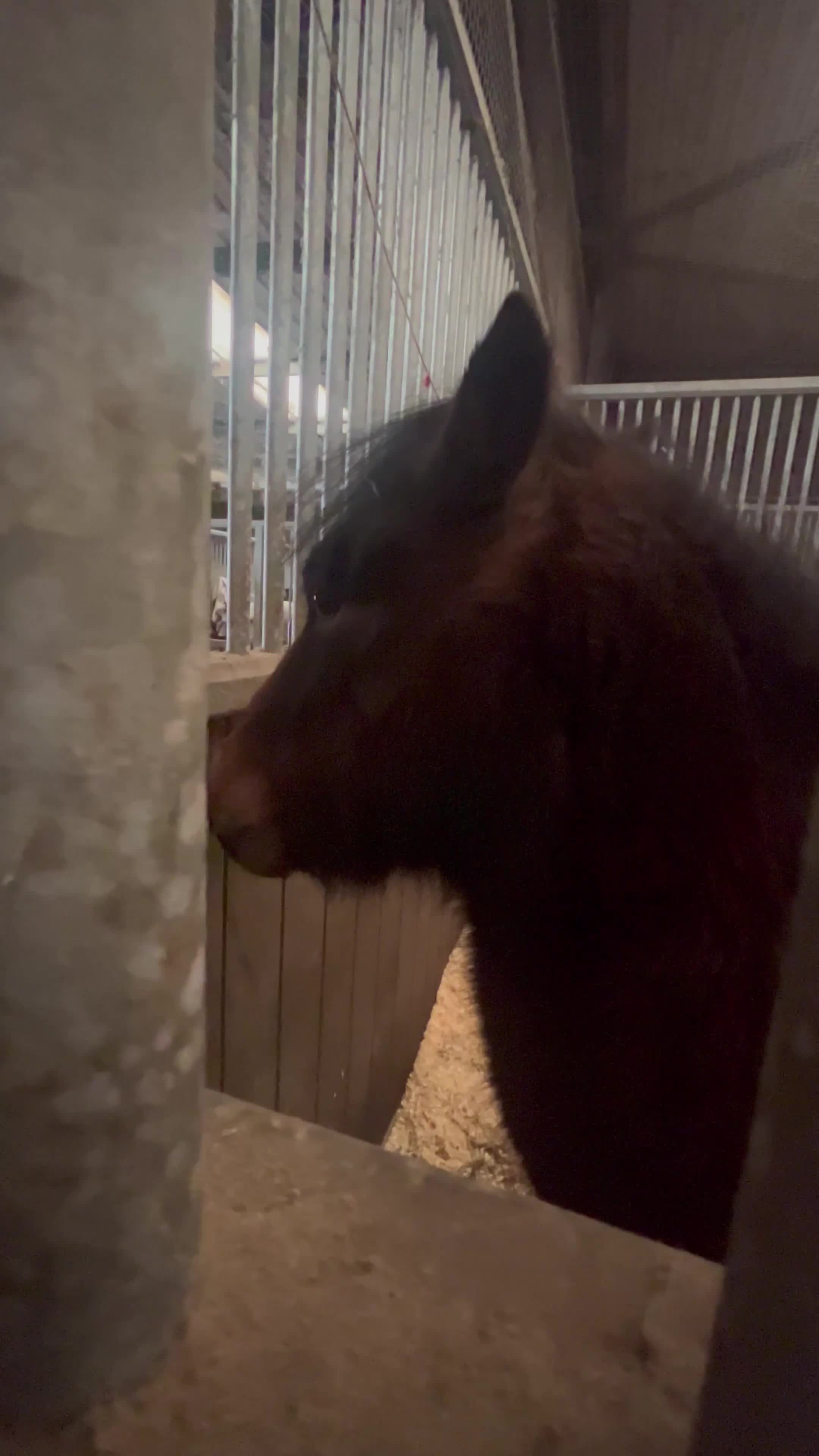 Dartmoor horses for sale: For part loan or full loan  - Video 2