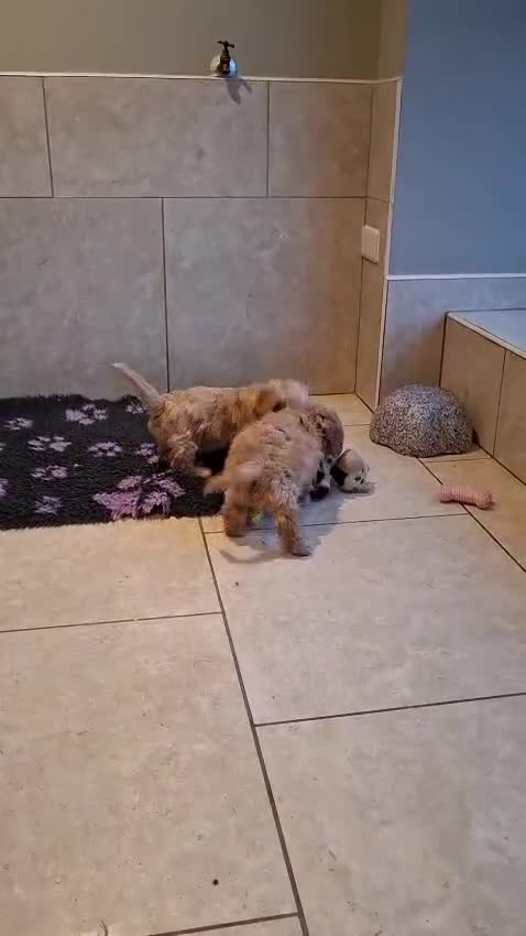 Cavachon dogs for sale: Beautiful Cavachon puppies 🤍 - Video 1