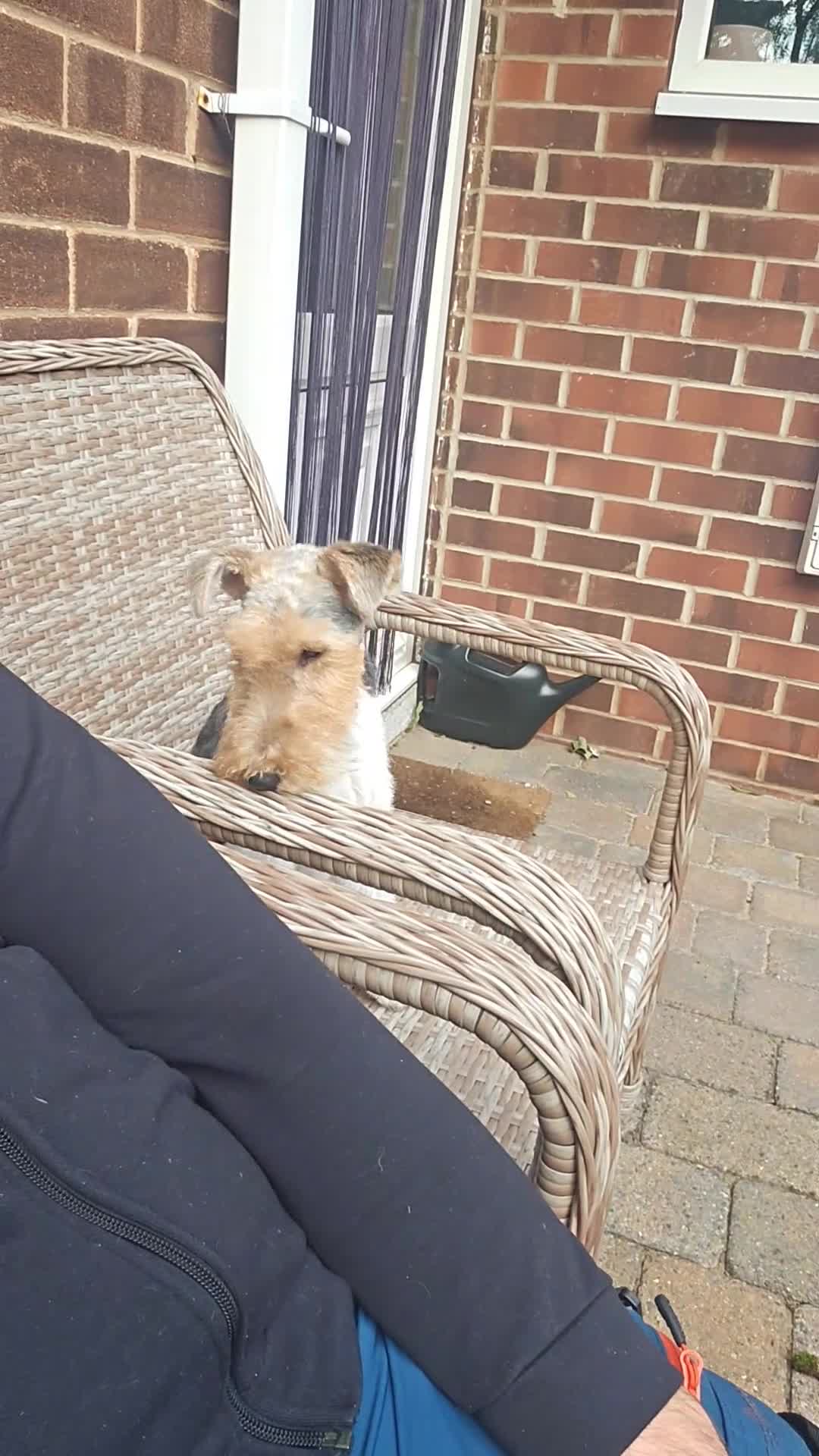 Fox Terrier dogs for sale: Fox terrier in Doncaster - Video 1