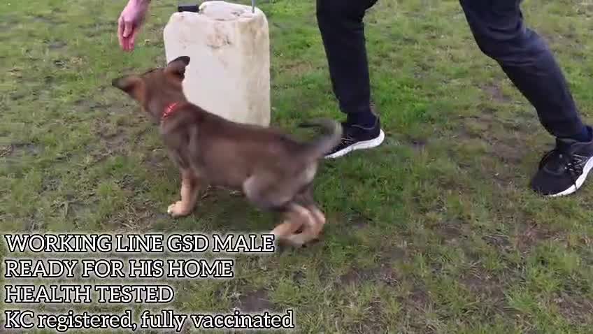 German Shepherd dogs for sale: Working Line German Shepherd Male Puppy - Video 1
