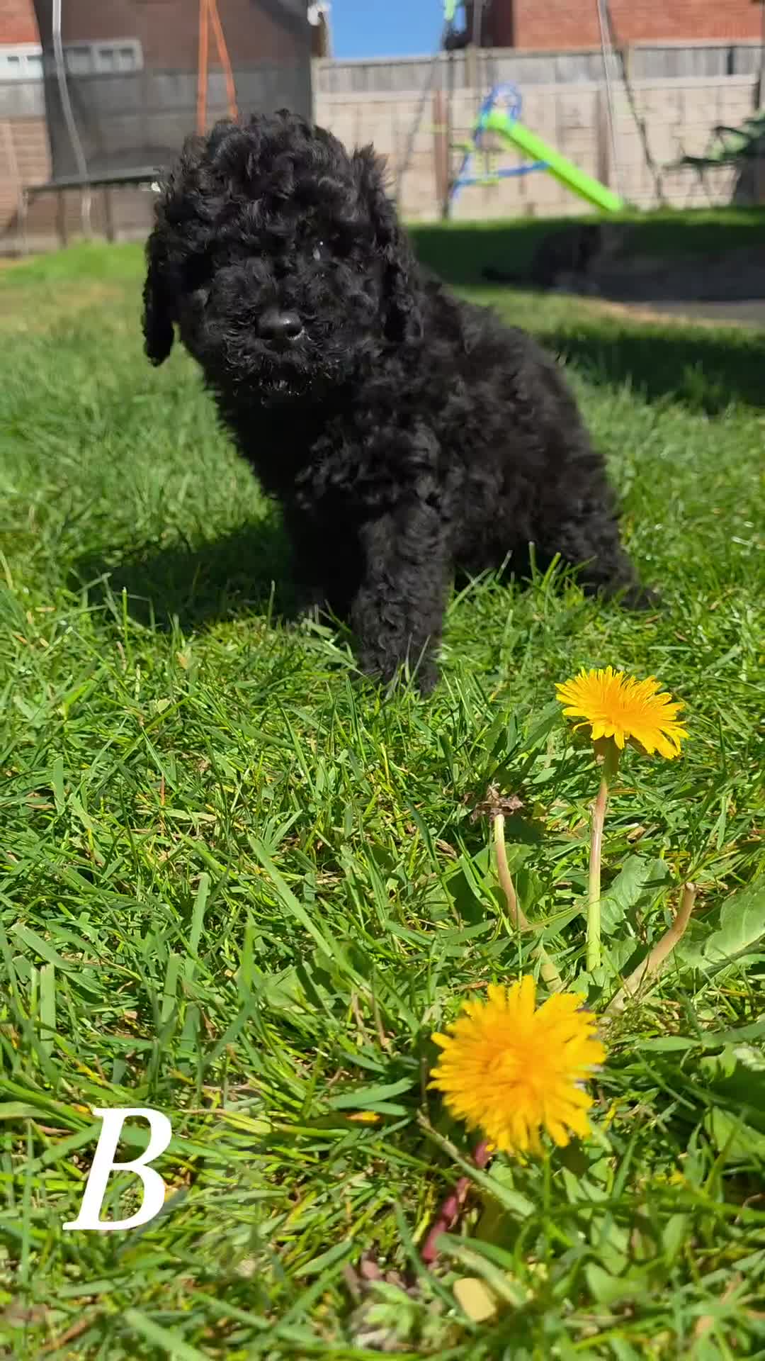 Mixed Breed dogs for sale: Miniature labradoodle cockapoo x bedlington  - Video 3