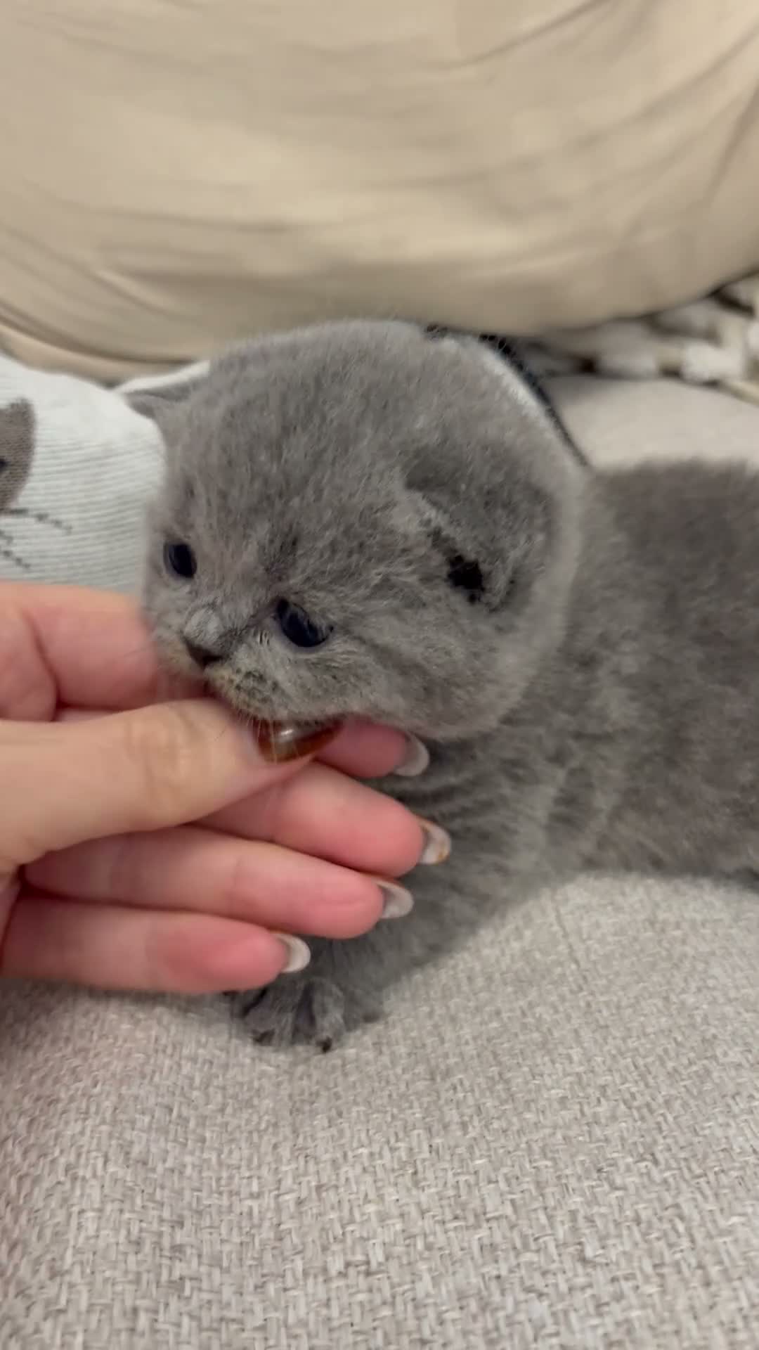 British Shorthair cats for sale: Champ mum and dad. British Blues. Gccf registered - Video 3