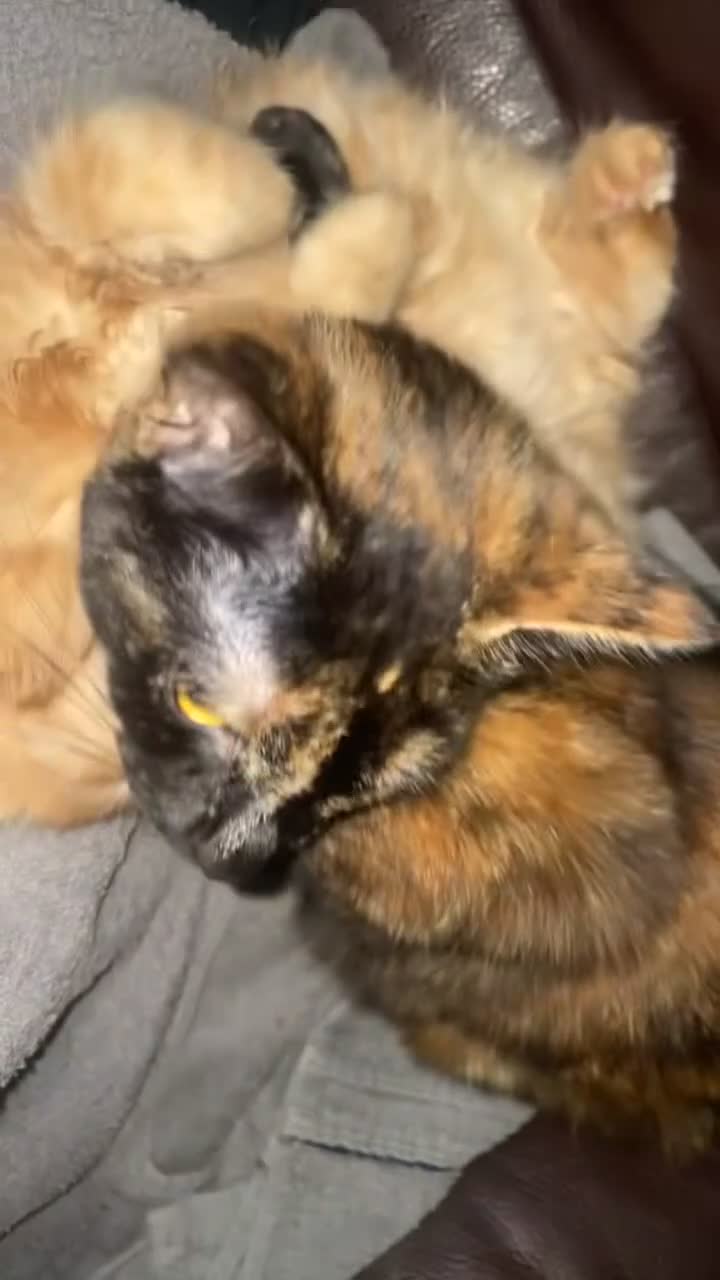 Mixed Breed cats for sale: FREE TO A LOVING HOME - Video 1