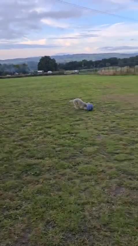 Bedlington Terrier dogs for sale: Beddlington Terrier's pure breed pups x5 - Video 1
