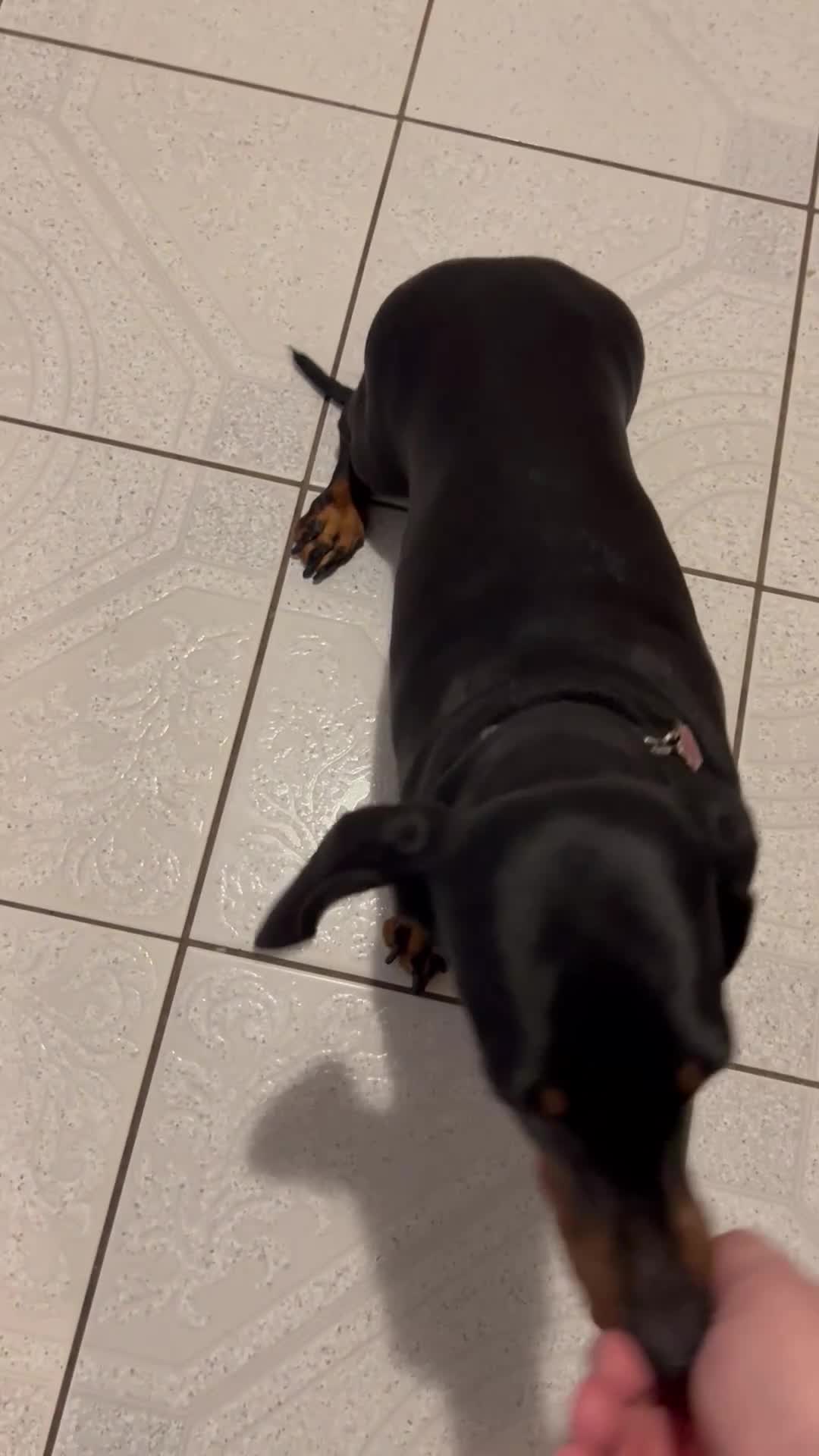 Dachshund dogs for sale: Dachshund Bitch for sale.(Ruby) - Video 1