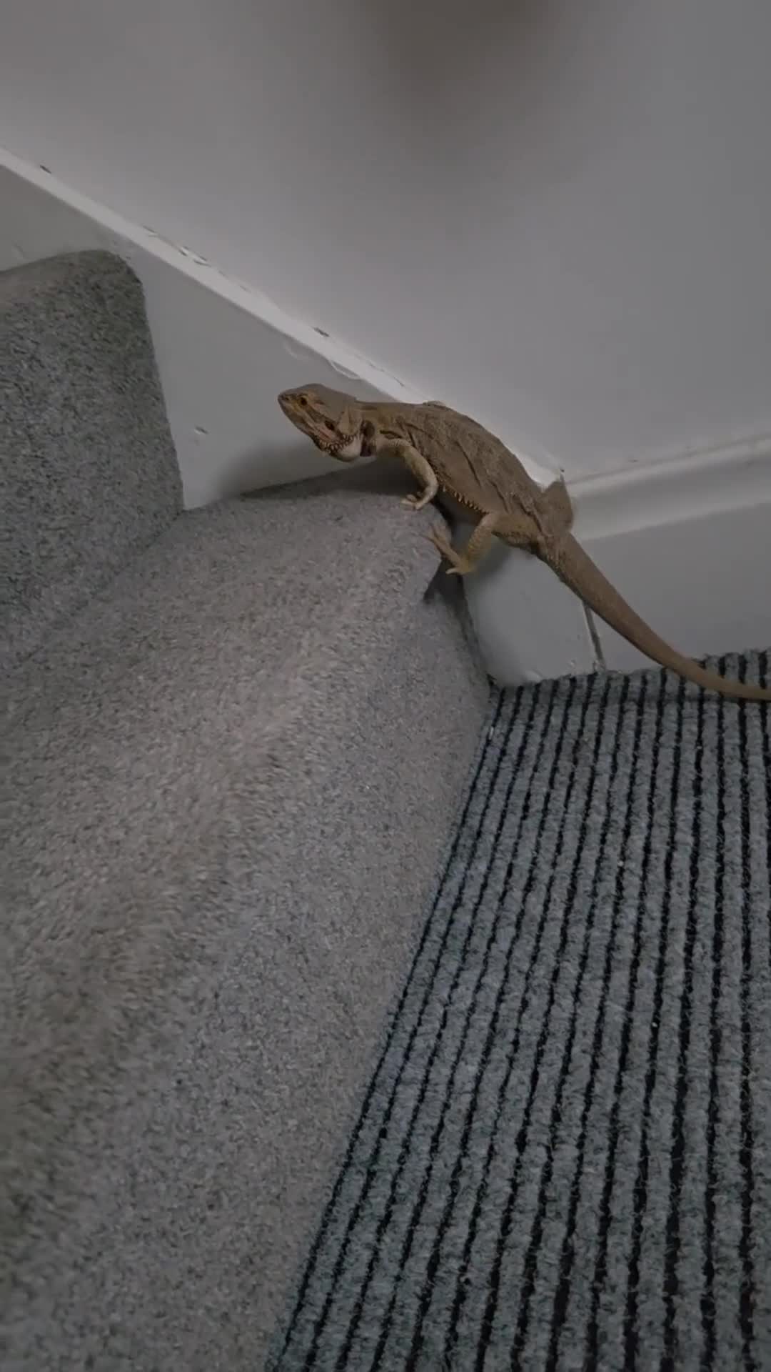 Bearded Dragon reptiles for sale: 3 year old female bearded dragon for sale in Sunderland - Video 1
