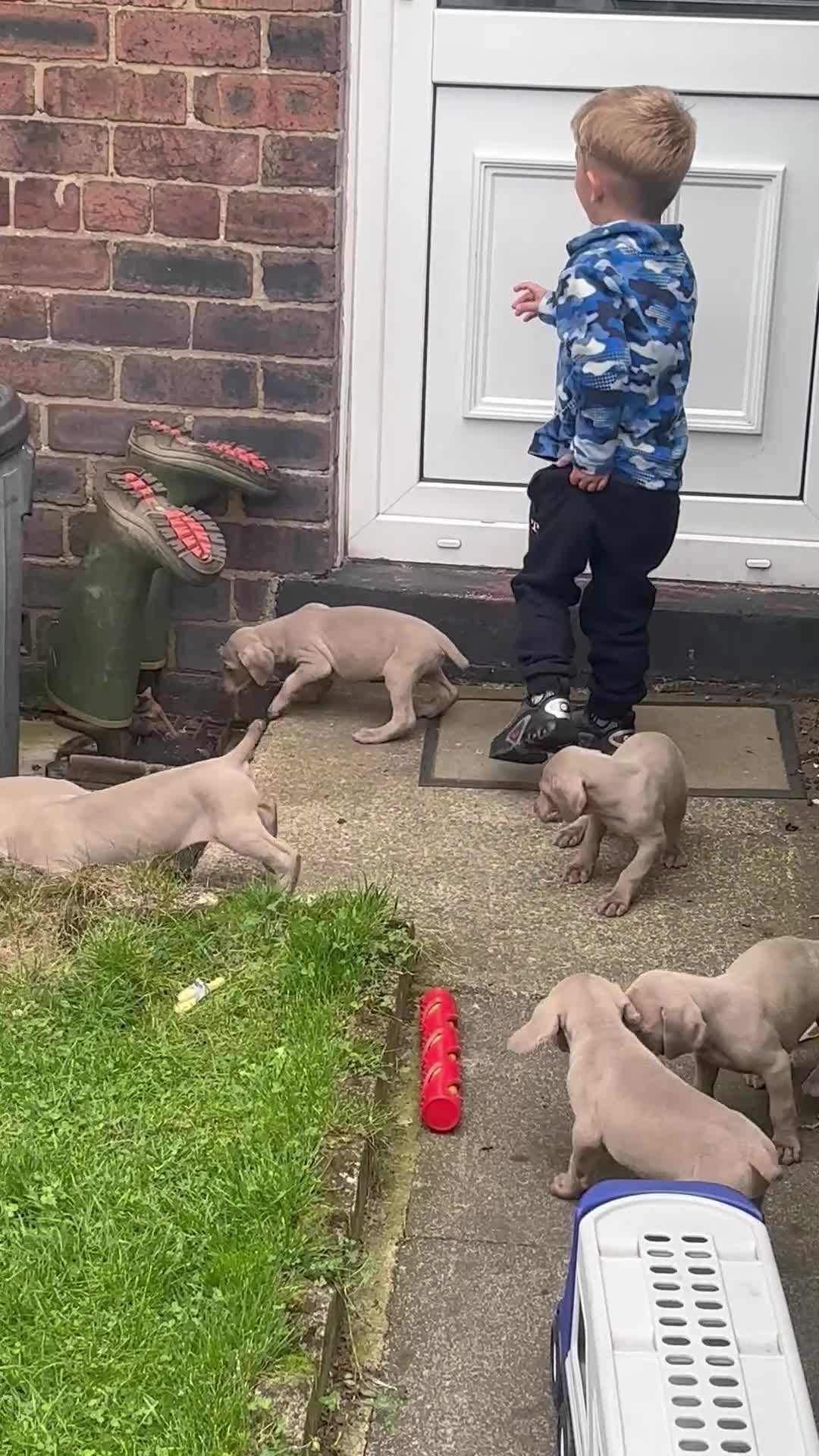 Weimaraner dogs for sale: Kc reg Weimaraner - Video 1