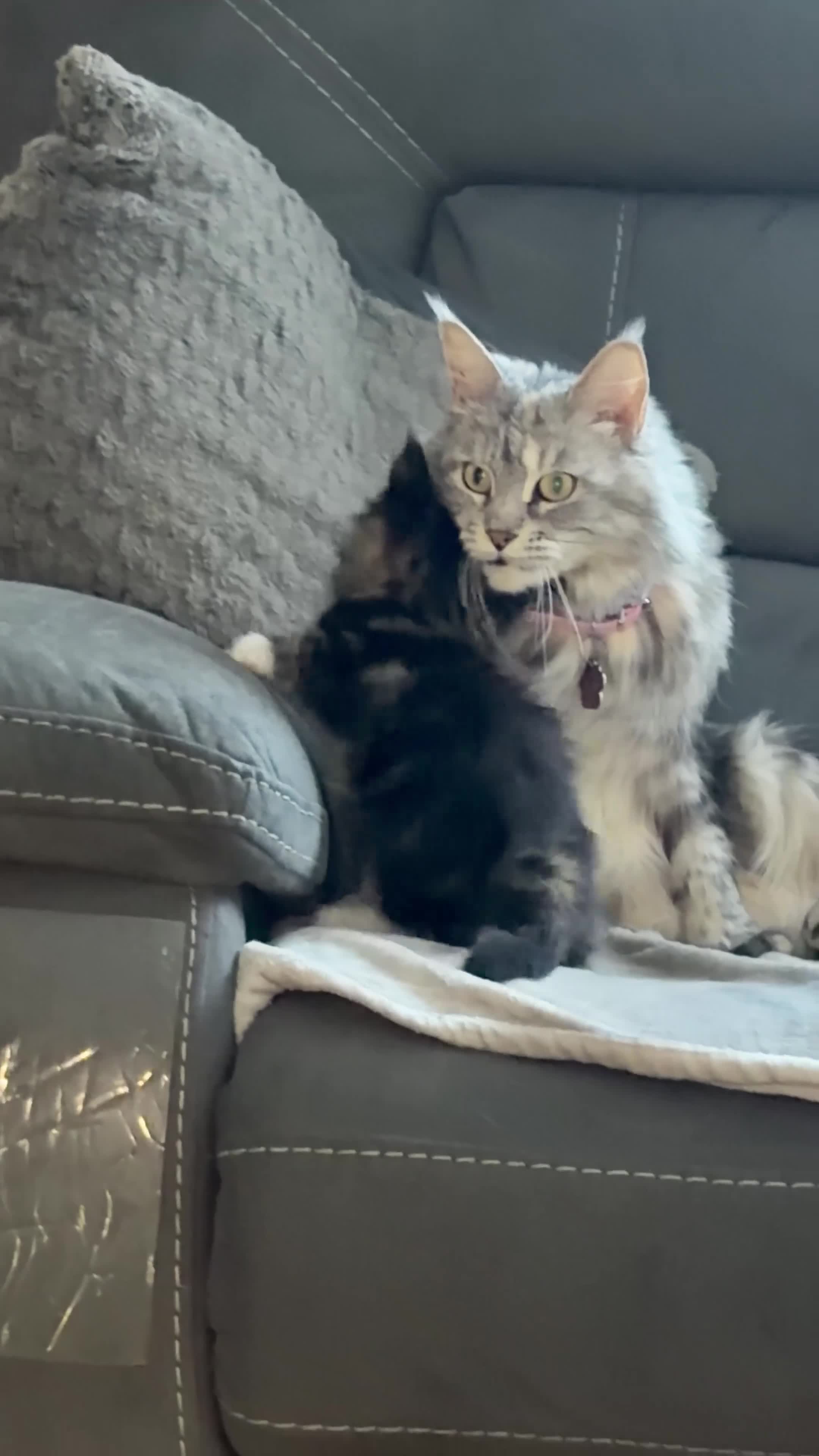 Maine Coon cats for sale: Mainecoon x ragdoll - Video 1