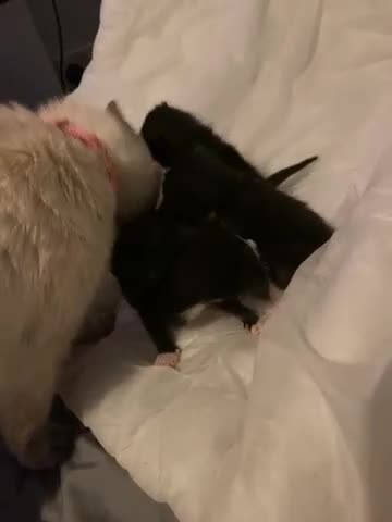 Ragdoll cats for sale: Ragdoll mixed breeds  - Video 1